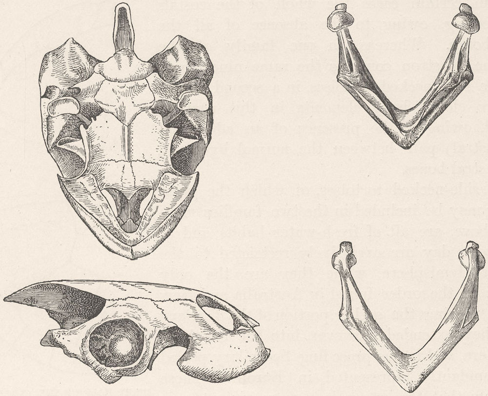 TORTOISES. Skull & lower jaw of greaved tortoise 1896 old antique print
