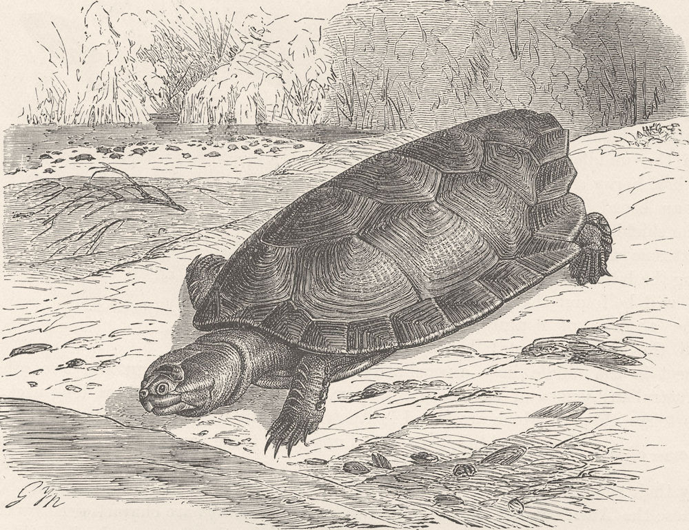 TORTOISES. Giant Amazonian tortoise 1896 old antique vintage print picture