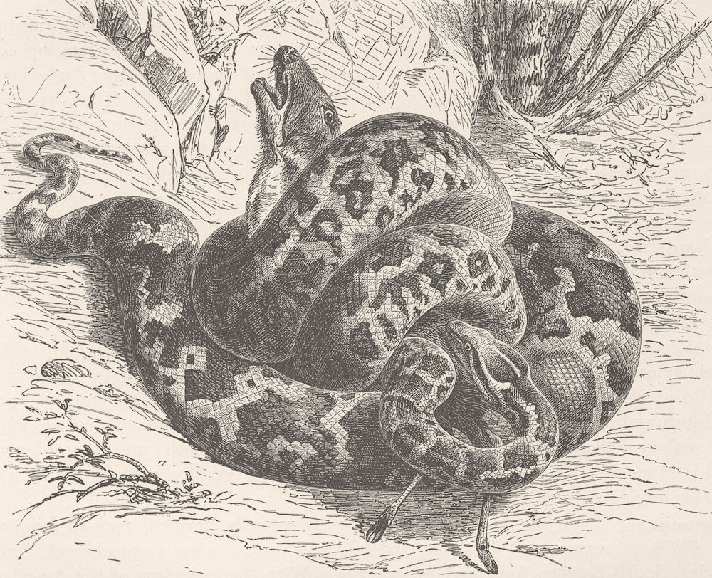 INDIA. Indian python crushing its prey  1896 old antique vintage print picture
