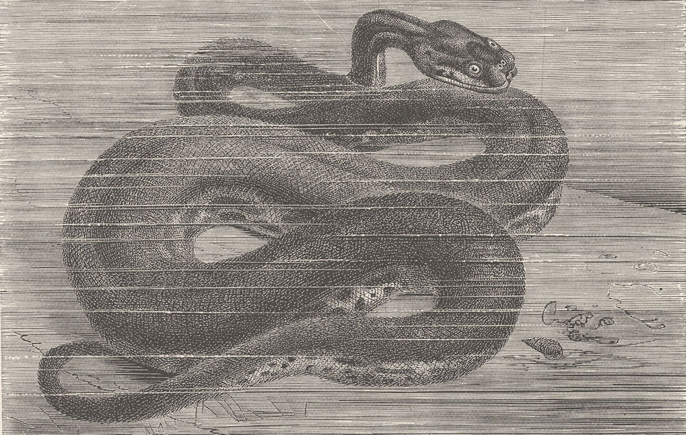 Associate Product ANIMALS. Javan wart-snake 1896 old antique vintage print picture