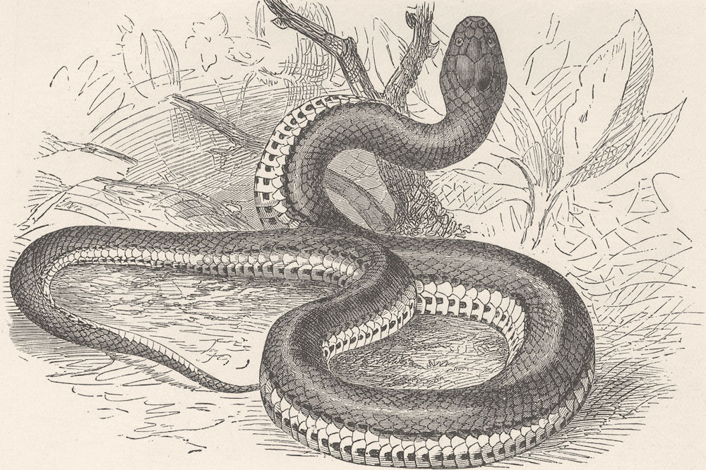 ANIMALS. Keel-tailed snake 1896 old antique vintage print picture
