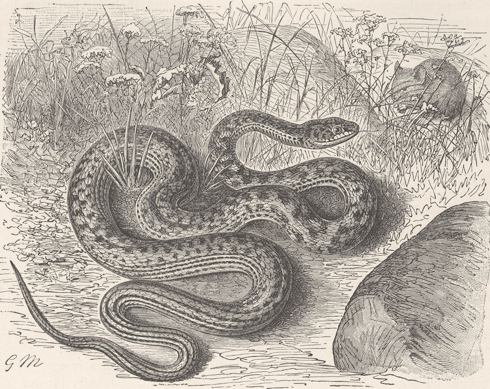 ANIMALS. The dark green snake 1896 old antique vintage print picture