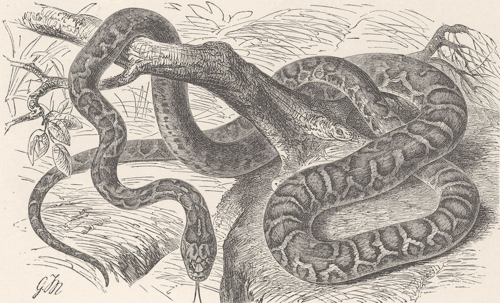 LEOPARDS. Leopard-snake 1896 old antique vintage print picture