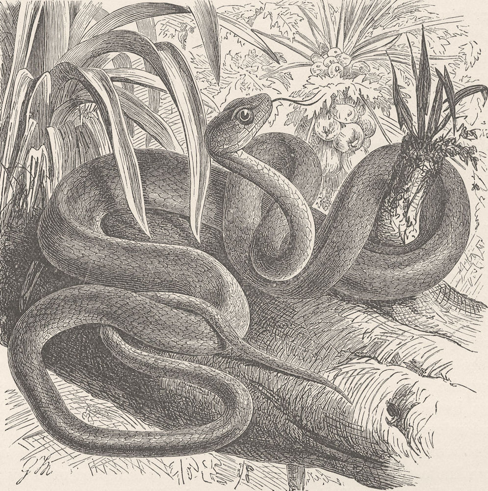 ANIMALS. Sipo, or Brazilian wood-snake  1896 old antique vintage print picture
