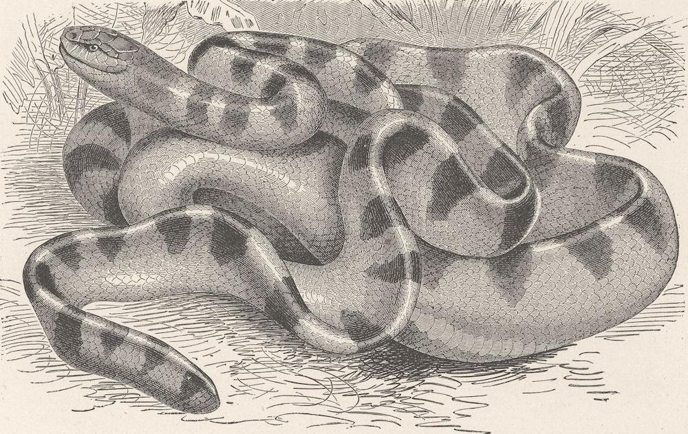 SNAKES. Black-banded sea-snake 1896 old antique vintage print picture