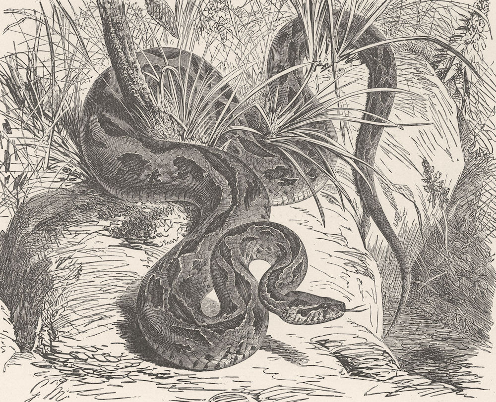 SNAKES. Russell's viper 1896 old antique vintage print picture