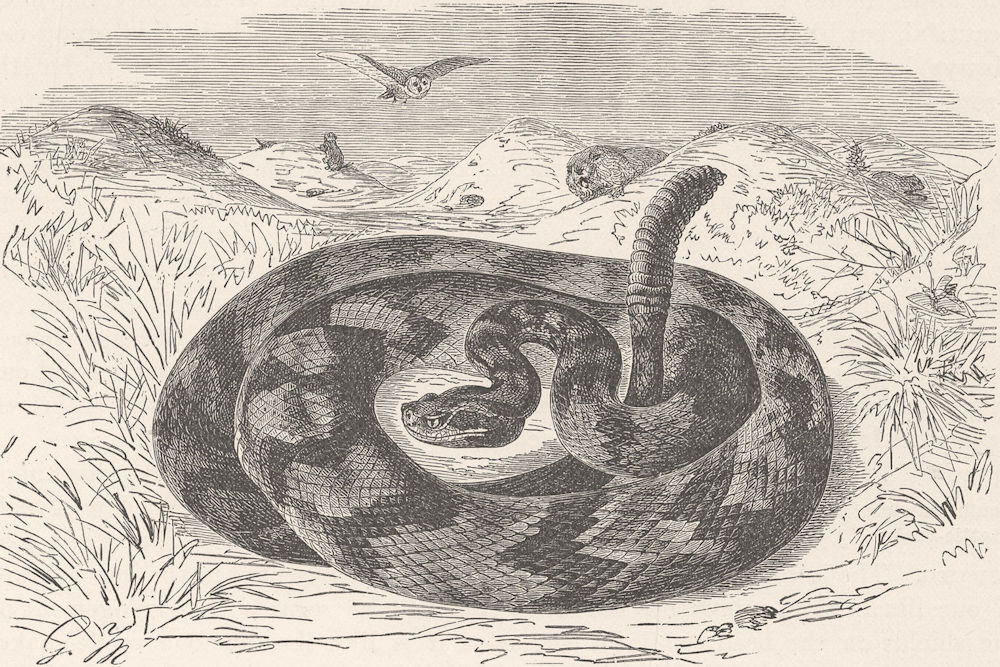 ANIMALS. Common rattle-snake 1896 old antique vintage print picture