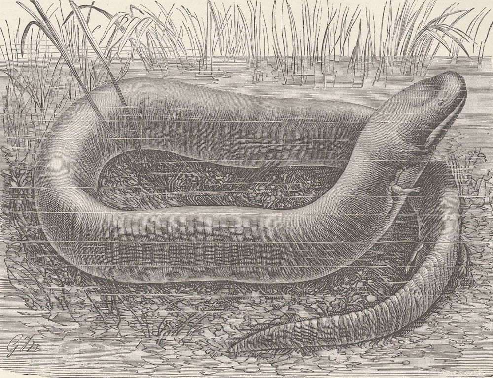 AMPHIBIANS. 3-toed, or eel-like salamander  1896 old antique print picture