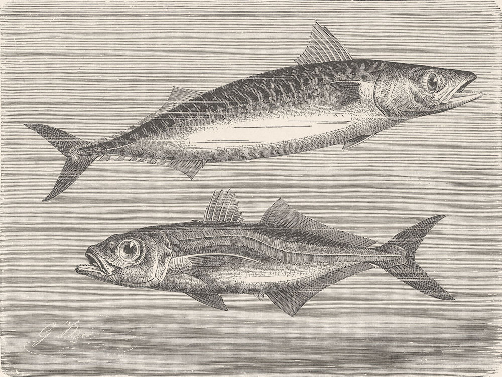 Associate Product FISH. Common mackerel & horse-  1896 old antique vintage print picture