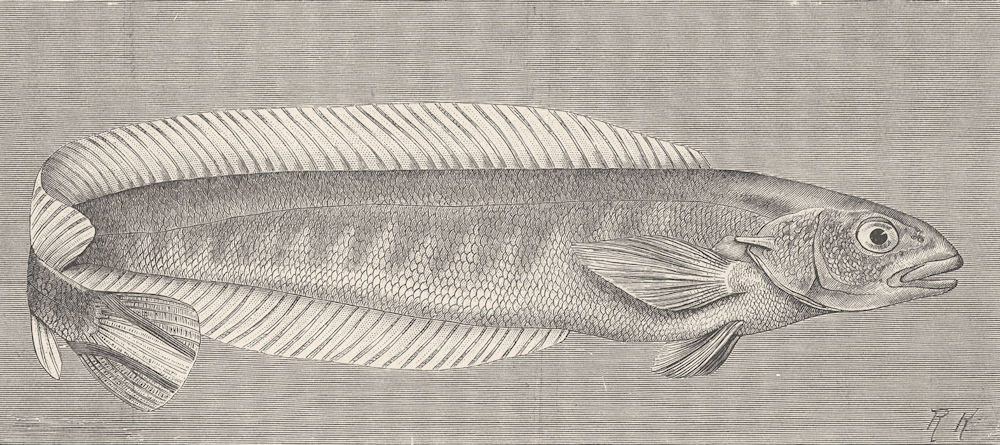 Associate Product FISH. Haedt's soft-spine 1896 old antique vintage print picture