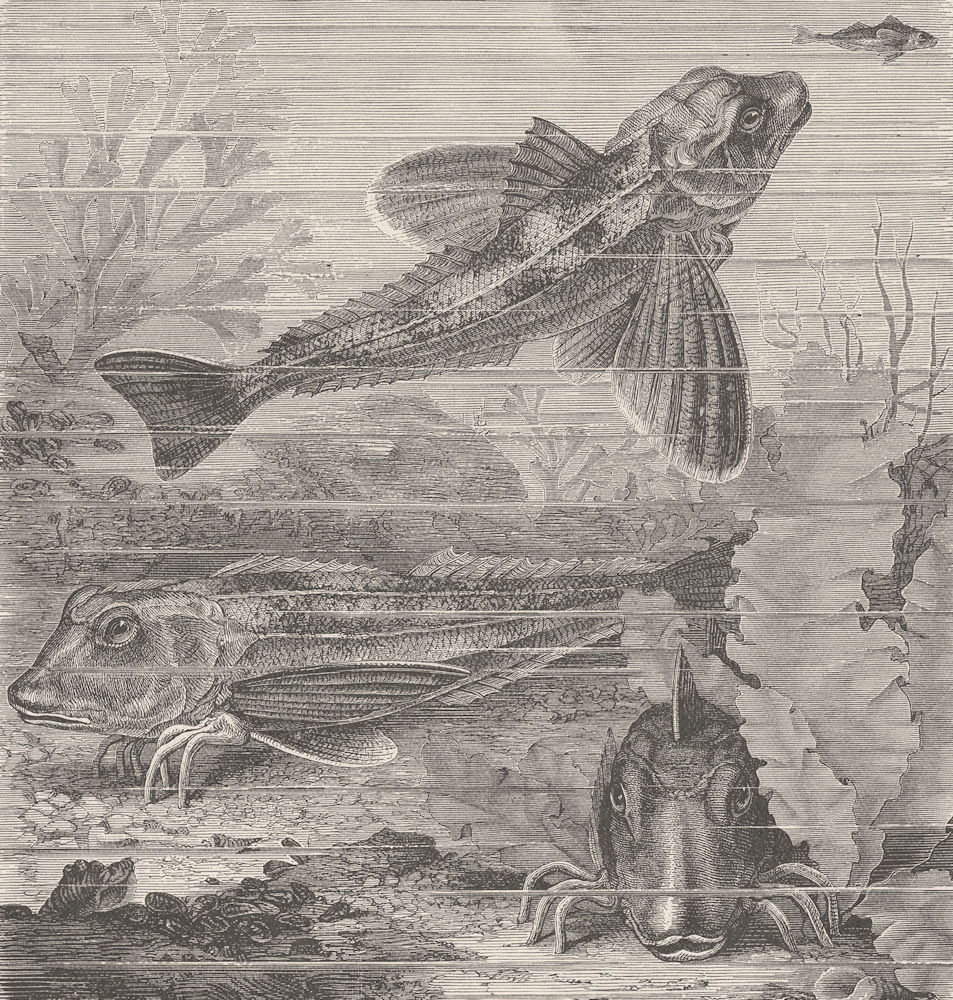 Associate Product FISH. Sapphirine gurnards 1896 old antique vintage print picture