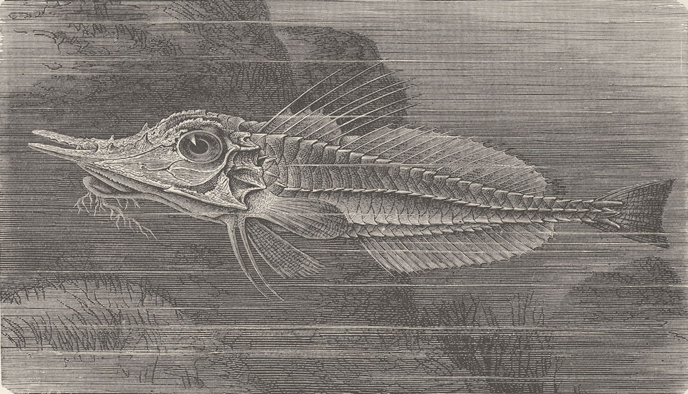 FISH. Beaked gurnard 1896 old antique vintage print picture