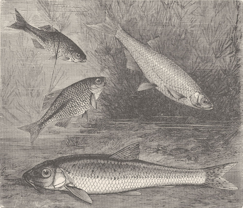 FISH. Bitterling, bleak, and gudgeon 1896 old antique vintage print picture