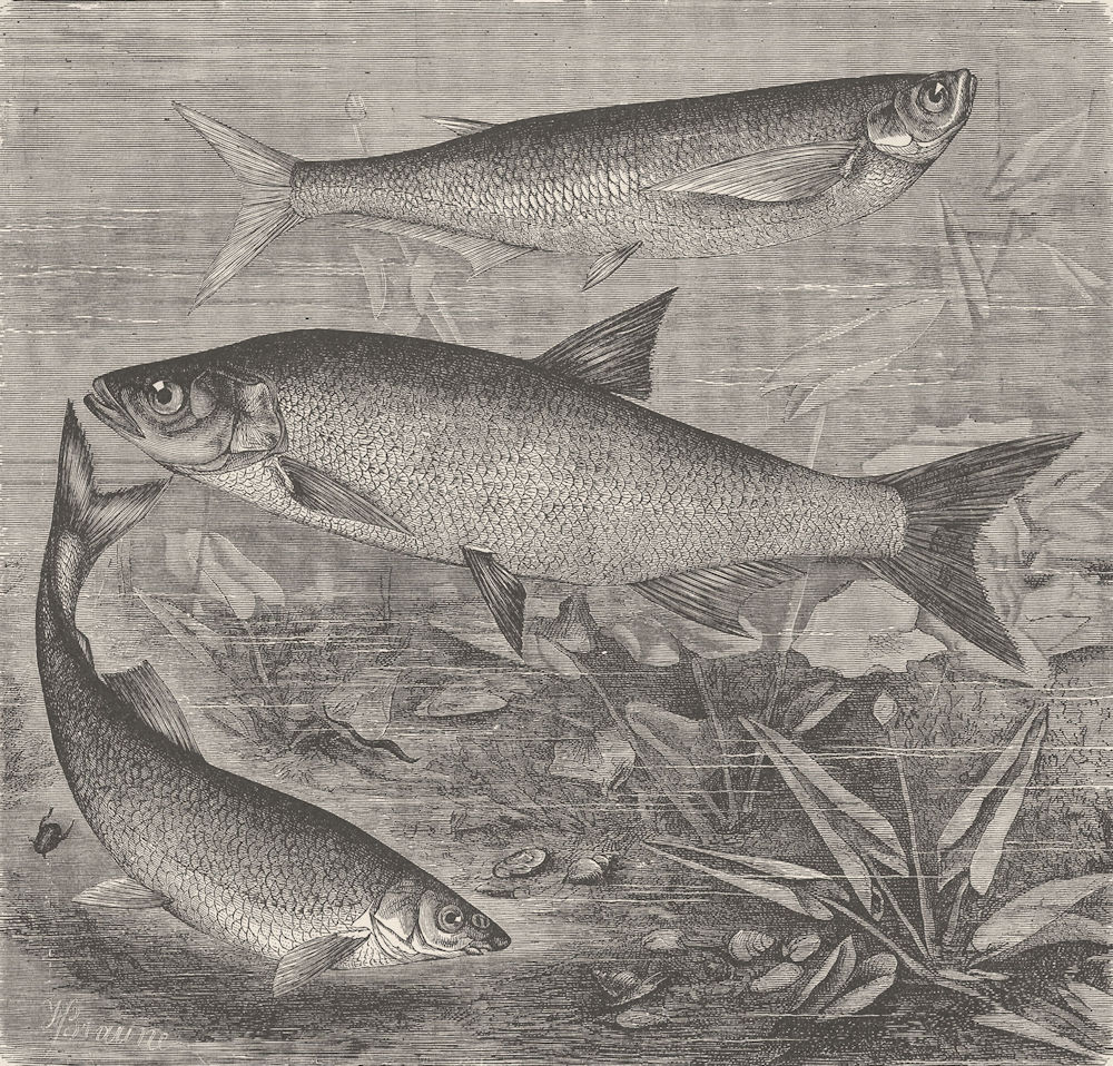FISH. Sichel, rapfen, and beaked carp 1896 old antique vintage print picture