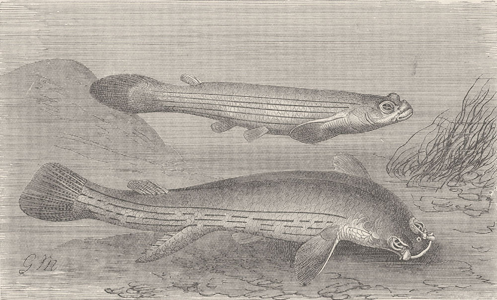 FISH. Female and male double-eye 1896 old antique vintage print picture