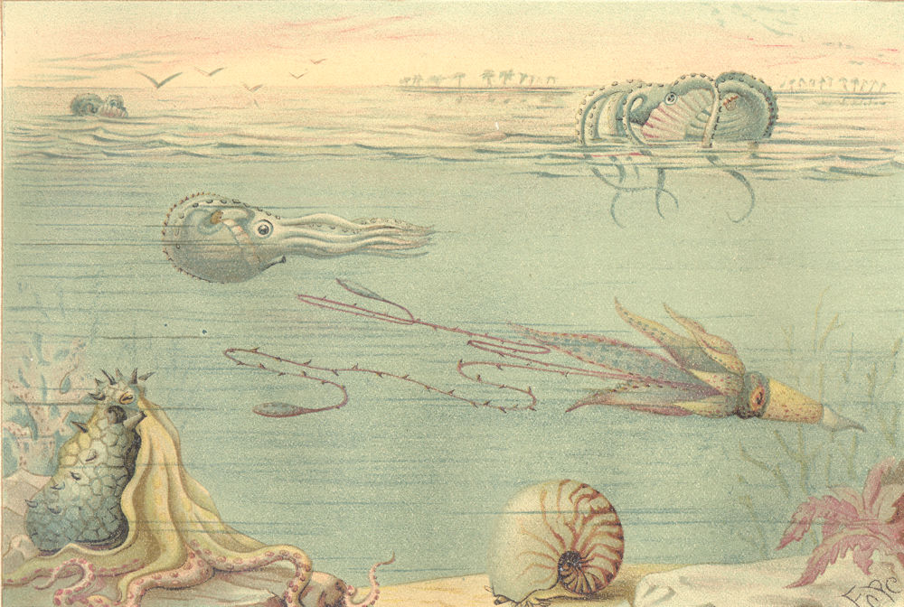 MOLLUSCS. Cephalopoda 1896 old antique vintage print picture