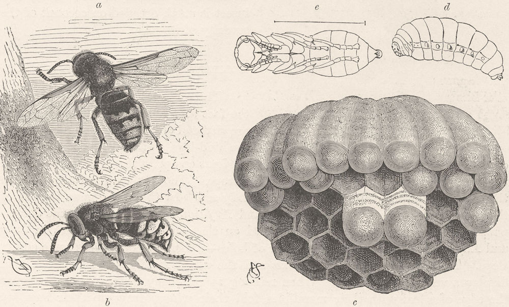 Associate Product INSECTS. Life of the hornet. Adult; brood-cells; Larva; Pupa 1896 old print