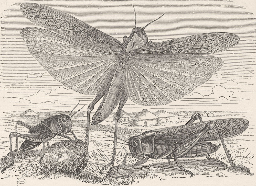 INSECTS. Migratory locust of south east Europe  (Pachytylus migrations)   1896