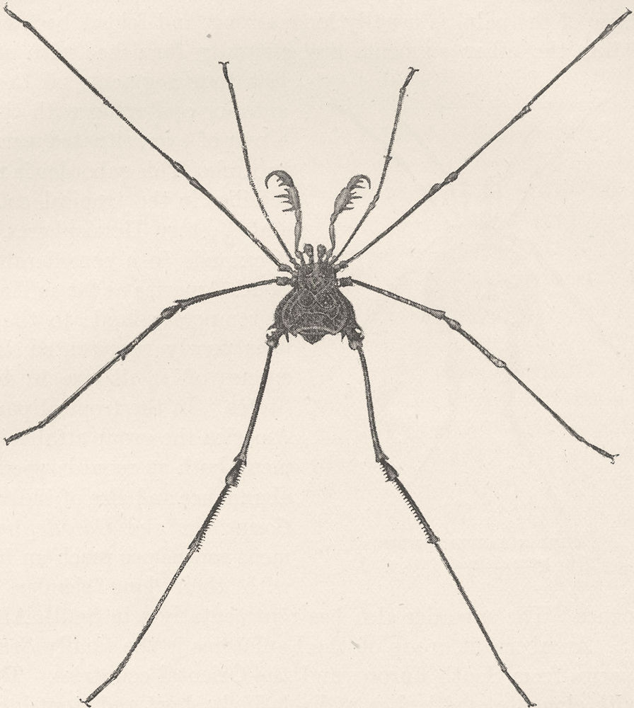 SOUTH AMERICAN HARVEST SPIDER. Gonyleptes spinipes 1896 old antique print