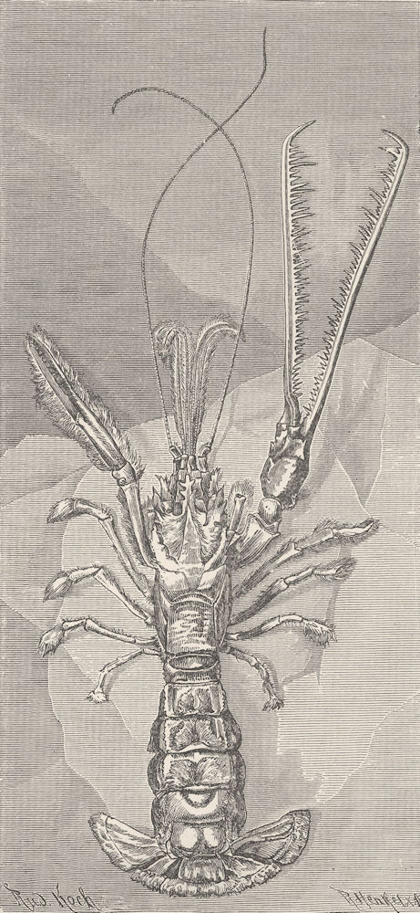 CRUSTACEANS. One-clawed lobster, Thaumastocheles zeleuca 1896 old print
