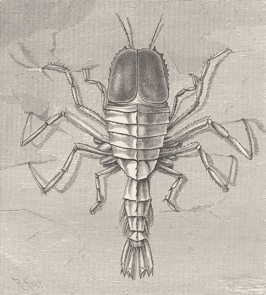 Associate Product CRUSTACEANS. Transparent ocean-shrimp, Cystosoma neptuni 1896 old print
