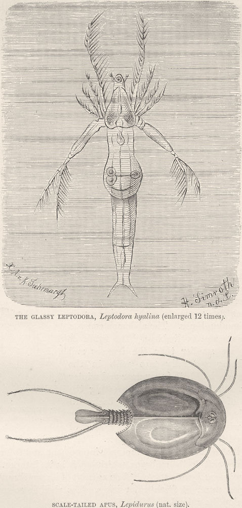 CRUSTACEANS. Glassy Leptodora; Scale-tailed apus, Lepidurus 1896 old print