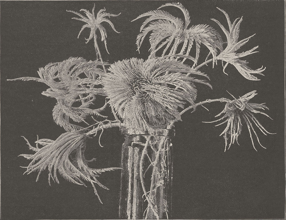 ECHINODERMATA. Stone-lilies  (Pentacrinids)   1896 old antique print picture