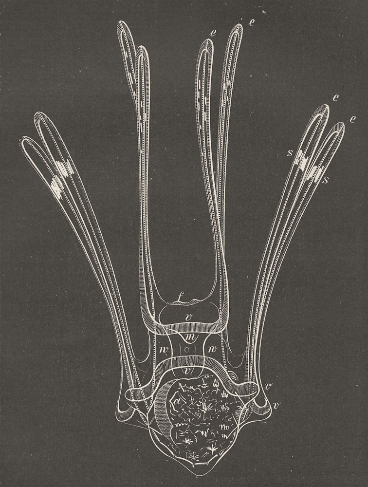 ECHINOIDEA. Development of sea-urchin  (stage 10) 1896 old antique print