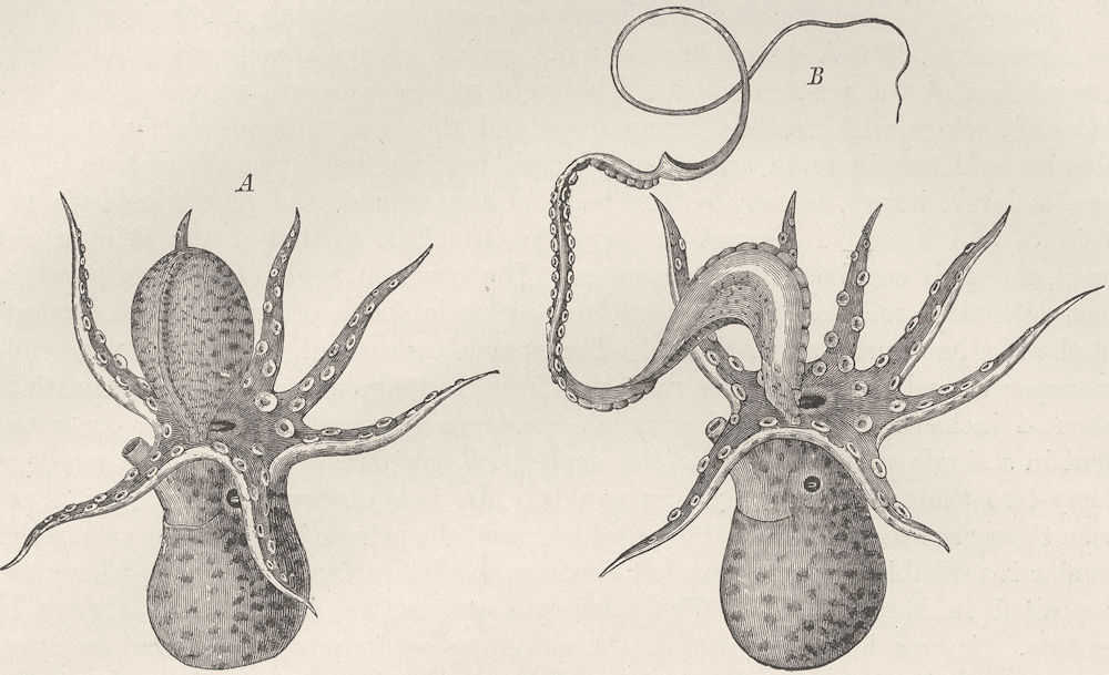 MOLLUSCS. Male argonaut & hectocotylus 1896 old antique vintage print picture