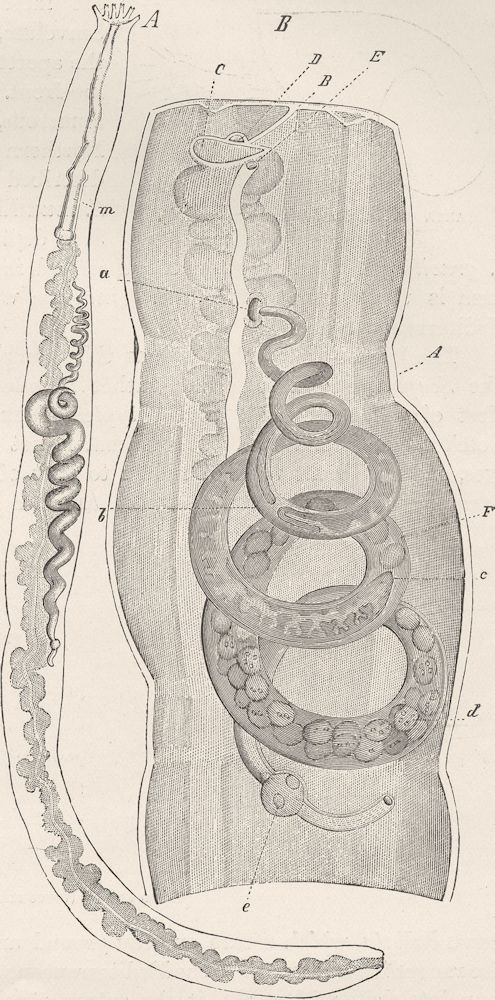 MOLLUSCS. Synapta digitata, with parasitic Entoconcha 1896 old antique print