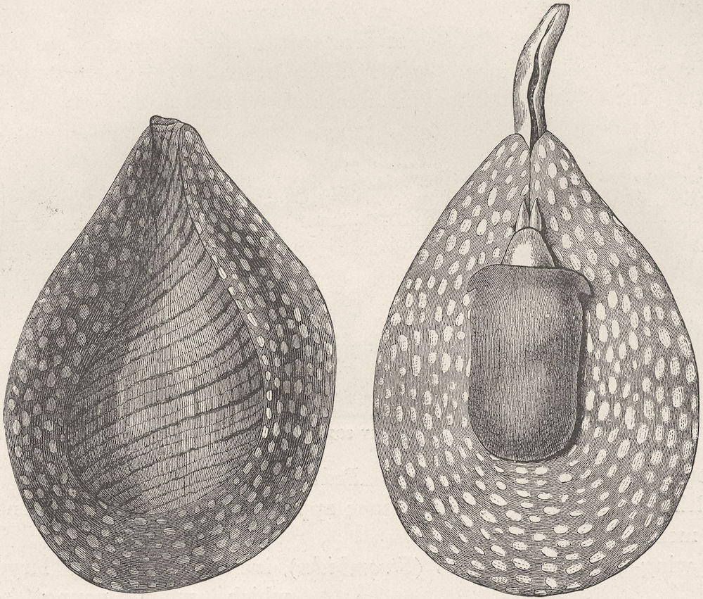 MOLLUSCS. Fig-shell  (Pirula ventricosa) 1896 old antique print picture