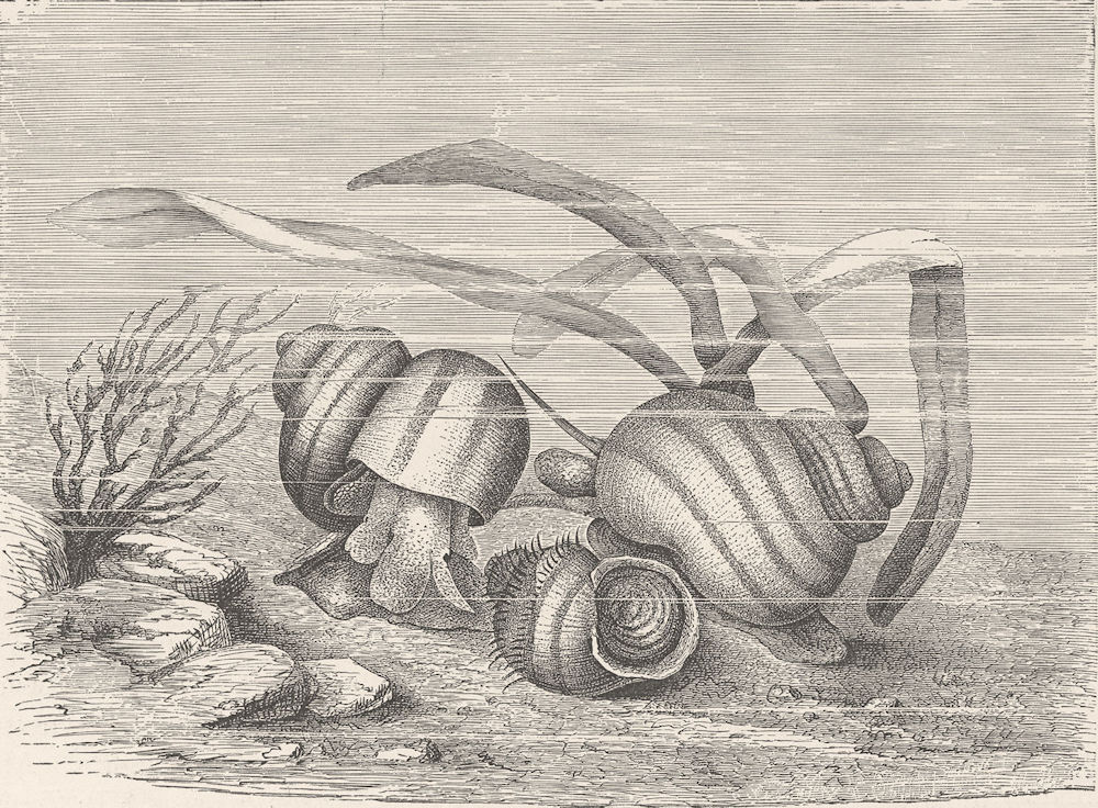 MOLLUSCS. Viviparous pond-snails, Vivipara 1896 old antique print picture