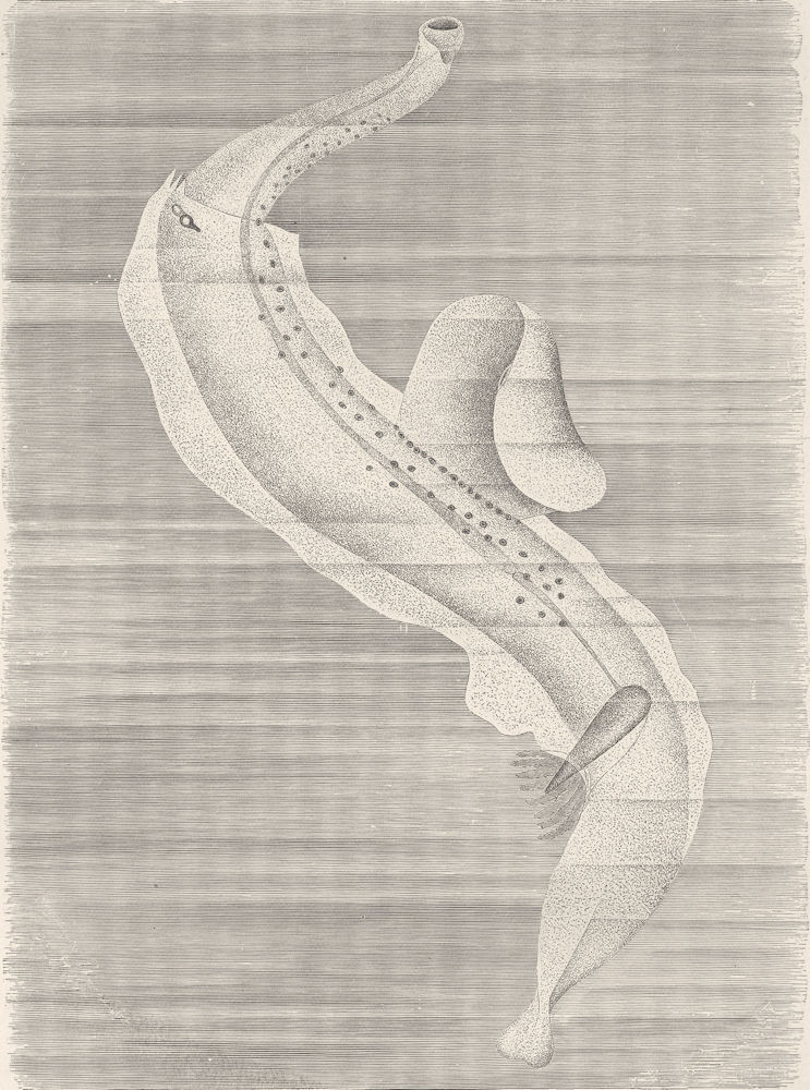MOLLUSCS. A Pelagic Heteropod, Pterotrachea 1896 old antique print picture