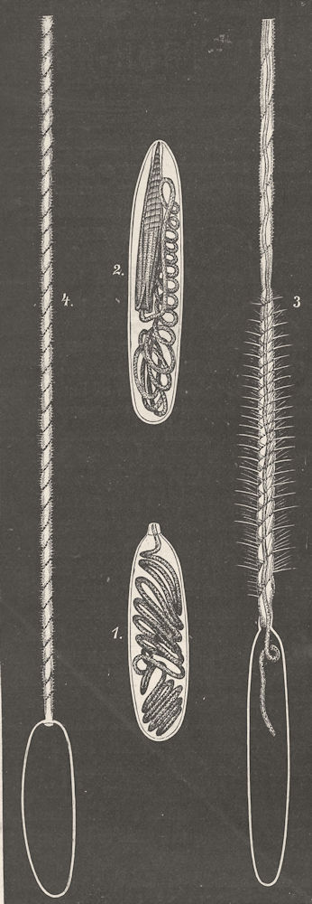 COELENTARATA. Stinging capsules, filament 1896 old antique print picture