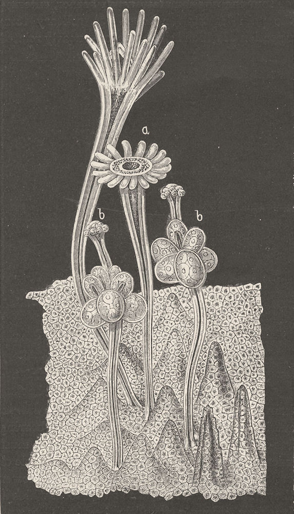 COELENTARATA. Female stock of Hydractinia echinata 1896 old antique print