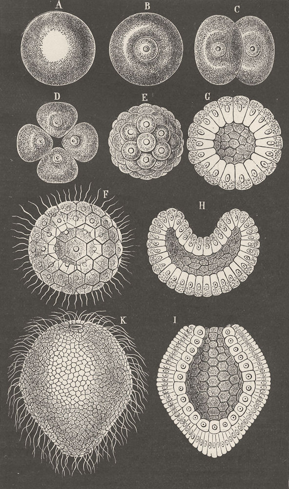 COELENTARATA. Stages in development of Monoxenia darwini 1896 old print