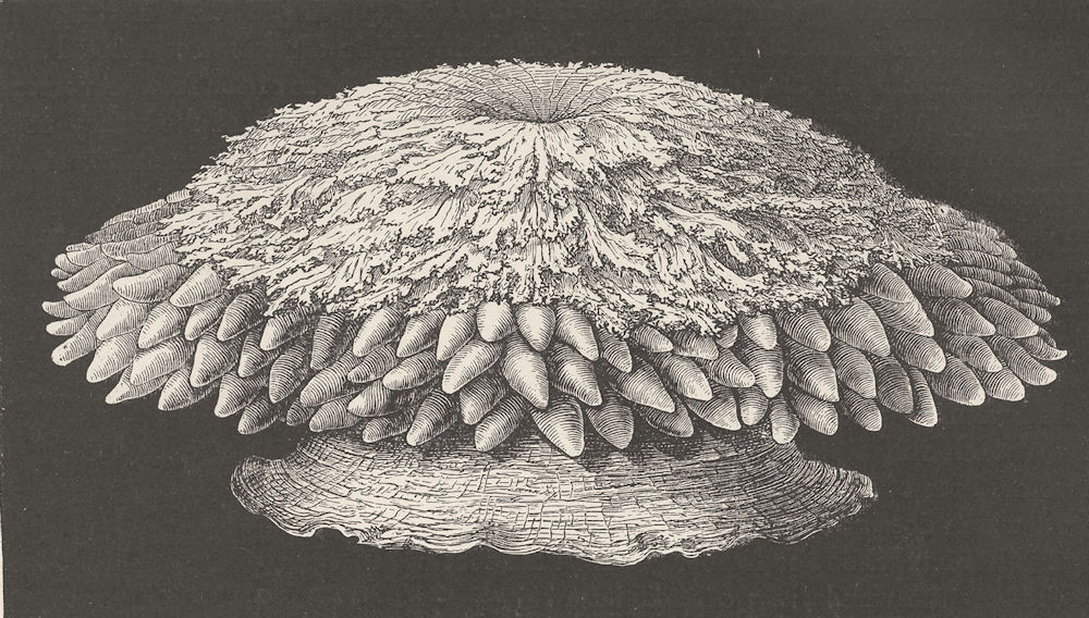 COELENTARATA. Endive-anemone, Crambactis 1896 old antique print picture