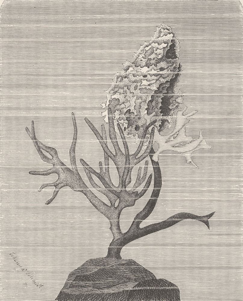 SPONGES. growing on a seaweed. Desmacidines, Spongeldia 1896 old antique print