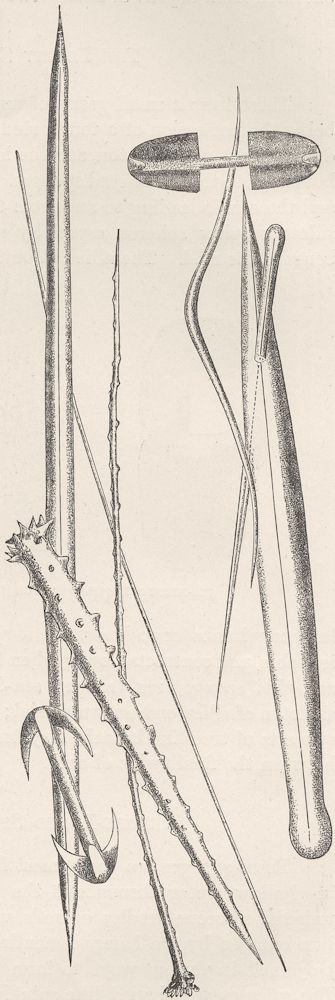 SPONGES. Siliceous spicules of monaxonid 1896 old antique print picture