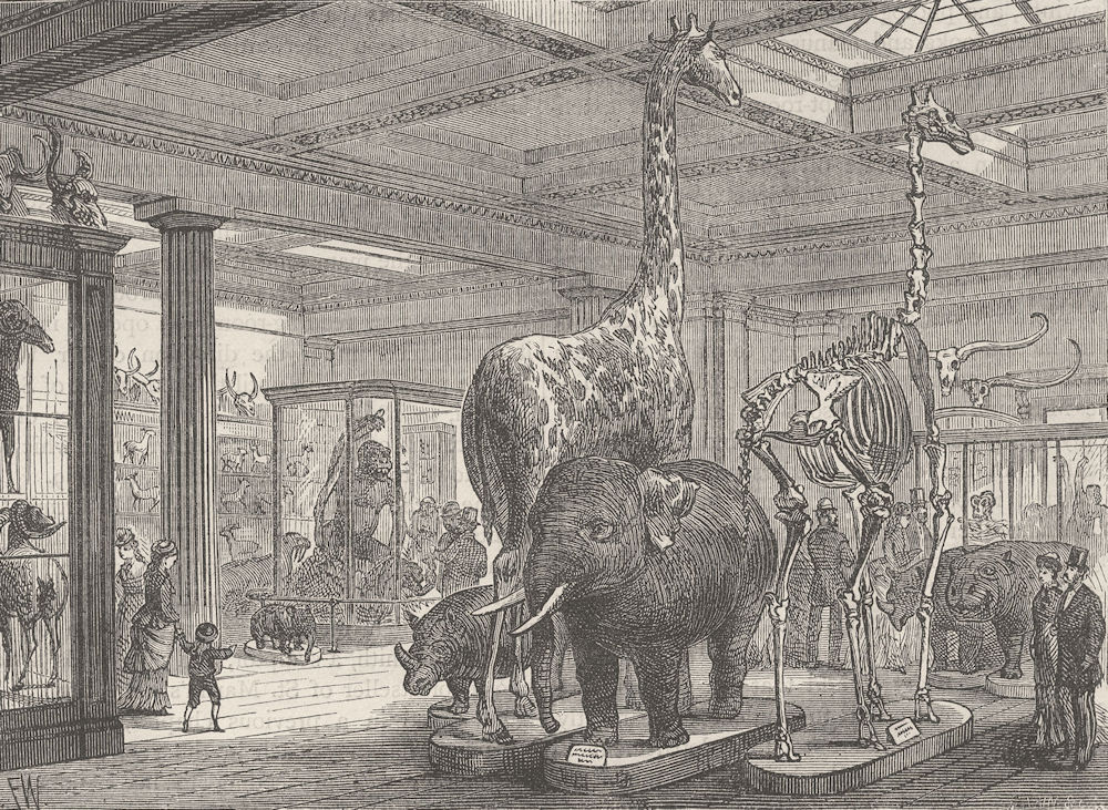 THE BRITISH MUSEUM. The Mammalia saloon. London c1880 old antique print