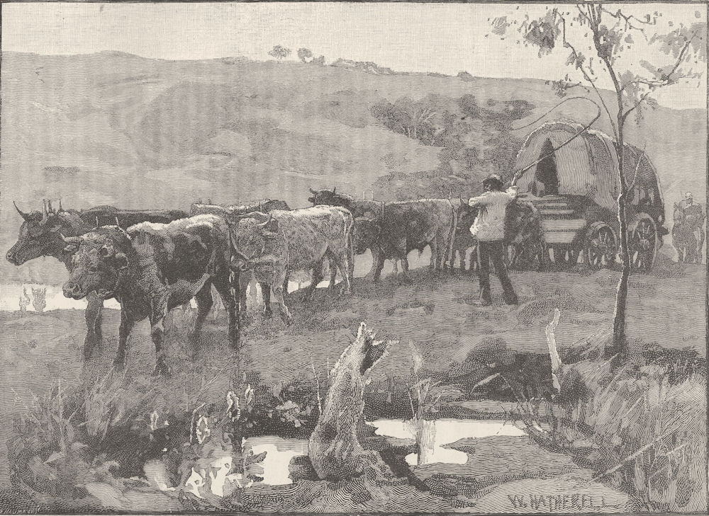 AUSTRALIA. . A bullock waggon 1890 old antique vintage print picture