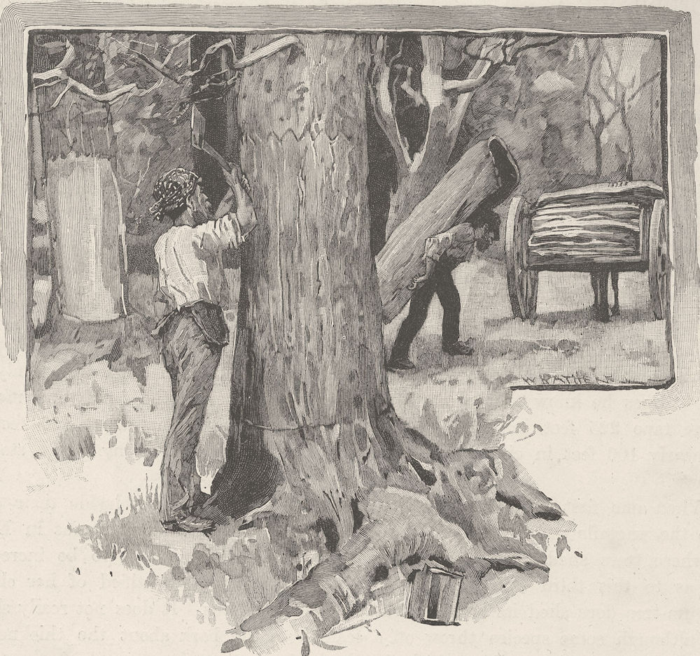 AUSTRALIA. Gum-Tree-Neville-Rolfe. Barking-trees 1890 old antique print