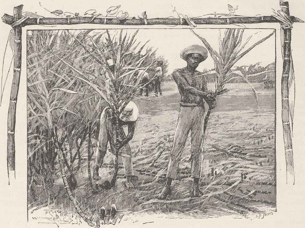 Associate Product AUSTRALIA. Queensland Sugar Industry. Cutting cane 1890 old antique print