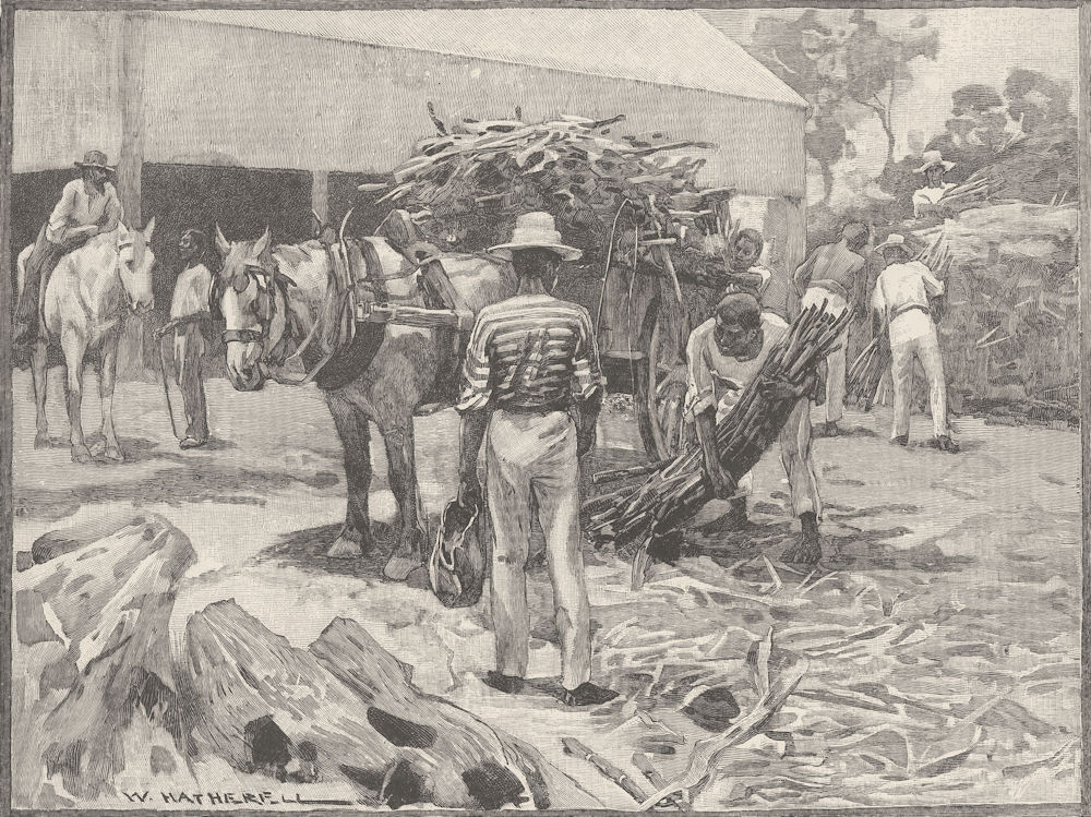QUEENSLAND. Sugar Industry. Stacking canes 1890 old antique print picture