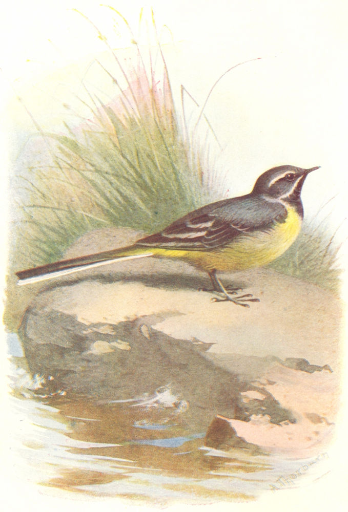 BIRDS. Grey Wagtail. (4 7) 1901 old antique vintage print picture