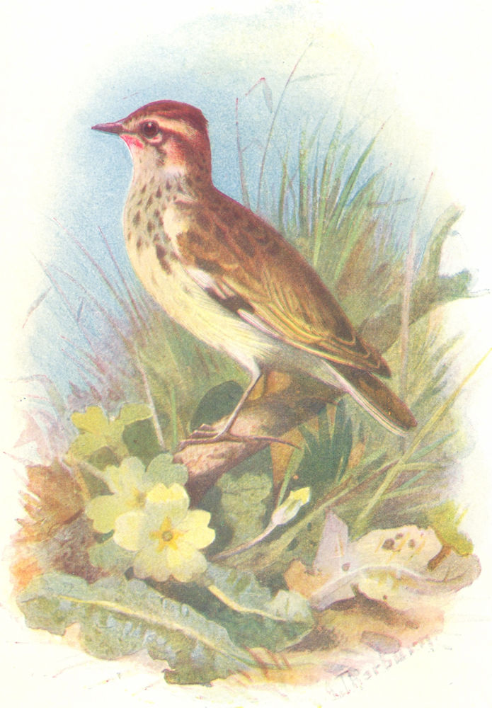 BIRDS. Woodlark  1901 old antique vintage print picture