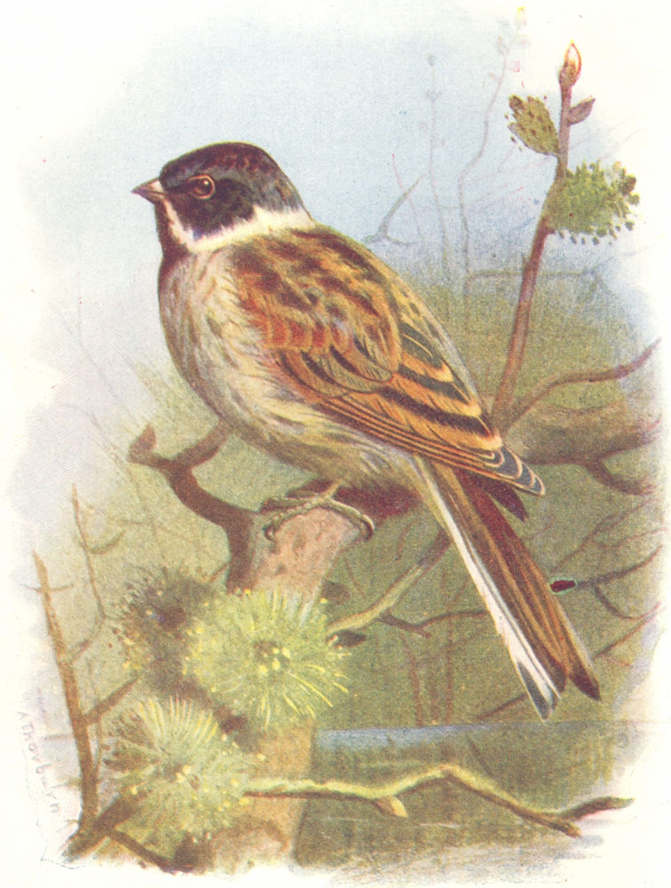BIRDS. Black-Headed Bunting  1901 old antique vintage print picture