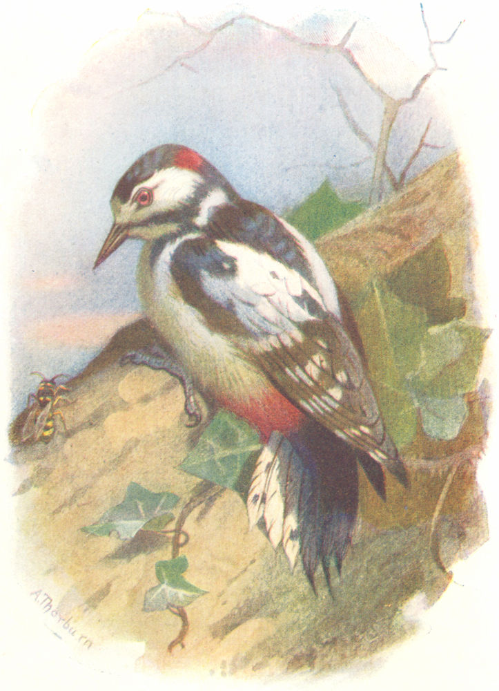BIRDS. Great Spotted Woodpecker  1901 old antique vintage print picture