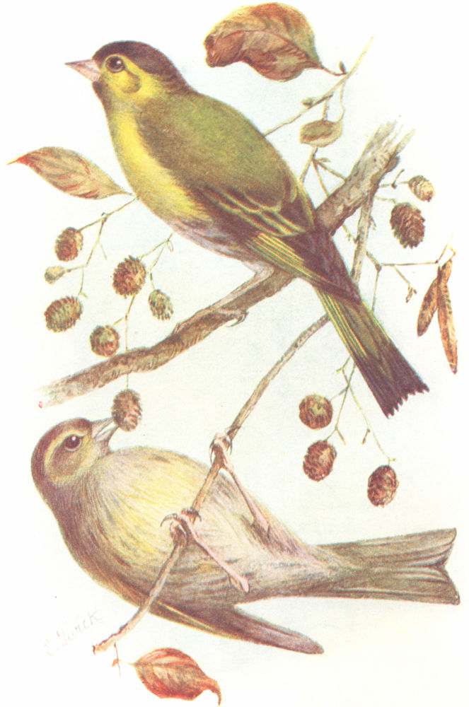 Associate Product BIRDS. Siskin. (Pair)(4 5) 1901 old antique vintage print picture