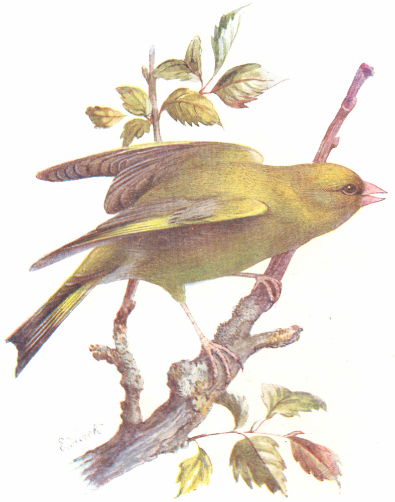 BIRDS. Greenfinch  1901 old antique vintage print picture